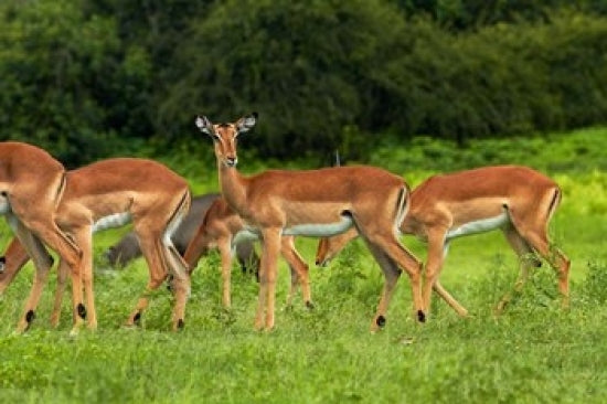 Herd of Impala by Chobe River Poster Print by David Wall