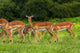Herd of Impala by Chobe River Poster Print by David Wall