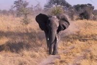 Elephant in the Okavango Delta, Botswana Poster Print by Gavriel Jecan