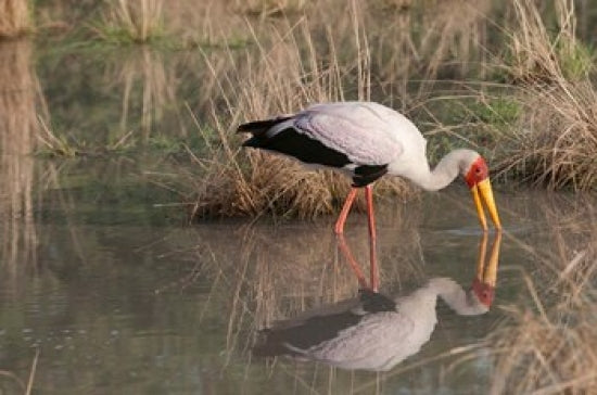 Yellow-Billed Stork Poster Print from Kwara, Botswana by Jan & Stoney Edwards