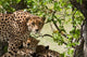 Cheetahs Poster Print by Jan & Stoney Edwards featuring stunning wildlife art