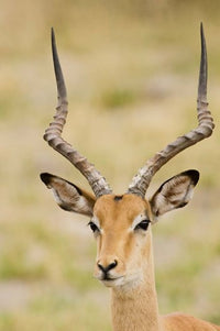 Male Impala poster print by Jan & Stoney Edwards featuring vibrant colors and detail.