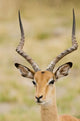 Male Impala poster print by Jan & Stoney Edwards featuring vibrant colors and detail.