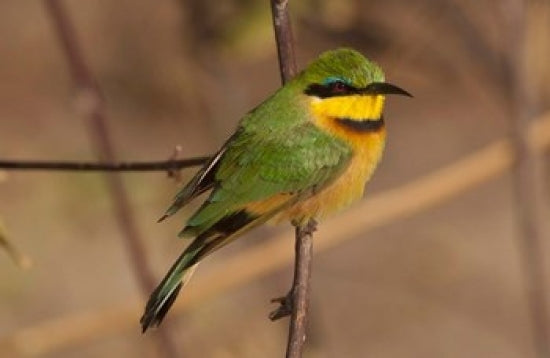 Bee Eater Art Poster Print by Jan & Stoney Edwards showcasing vibrant colors and detailed design.