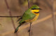 Bee Eater Art Poster Print by Jan & Stoney Edwards showcasing vibrant colors and detailed design.