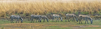 Zebras at Chobe National Park Art Print by Keren Su showcasing wildlife in Botswana