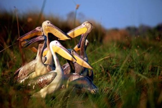Pink-backed Pelican birds poster print showcasing the Okavango Delta by Kymri Wilt.