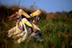 Pink-backed Pelican birds poster print showcasing the Okavango Delta by Kymri Wilt.