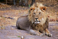 Botswana Savute Lion Poster Print by Kymri Wilt showcasing majestic wildlife