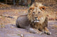 Botswana Savute Lion Poster Print by Kymri Wilt showcasing majestic wildlife