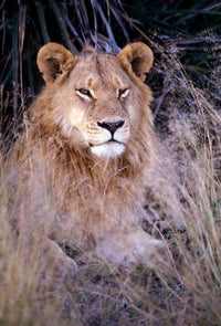 African Lion Poster Print by Michele Westmorland showcasing the beauty of wildlife in Botswana