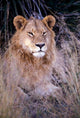 African Lion Poster Print by Michele Westmorland showcasing the beauty of wildlife in Botswana