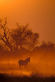 Burchell's Zebra at Sunset in Okavango Delta, Botswana - Poster Print