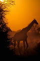 Southern Giraffe under Acacia Tree in Moremi Wildlife Reserve, Botswana Poster Print
