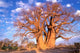 Baobab Tree in Okavango Delta, Botswana Poster Print by Pete Oxford