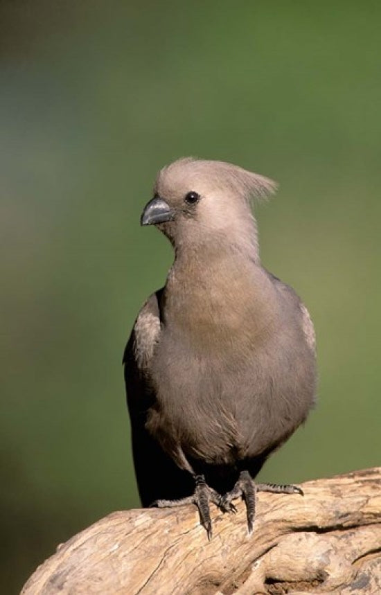 Grey Lourie in Okavango Delta, Botswana Poster Print by Pete Oxford