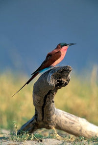 Carmine Bee Eater Bird Poster Print by Paul Souders showcasing vibrant colors in Chobe National Park.