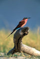 Carmine Bee Eater Bird Poster Print from Chobe National Park by Paul Souders