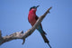 White-Fronted Bee Eater perched by Chobe River, Botswana poster print.