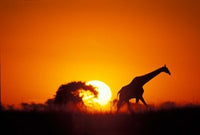 Giraffe walking past a setting sun over Chobe River in Botswana - Poster Print by Paul Souders
