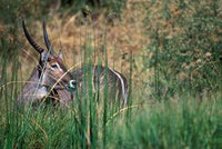 Waterbuck Feeds in Marsh - Khwai River Poster Print by Paul Souders