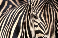 Tight Portrait of Plains Zebra at Khwai River in Botswana - Poster Print