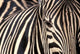 Tight Portrait of Plains Zebra at Khwai River in Botswana - Poster Print