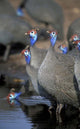 Flock of Helmeted Guineafowl poster print capturing the essence of Chobe National Park, Botswana.