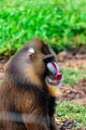 Mandrill at Limbe Wildlife Center poster print showcasing vibrant colors and wildlife beauty.