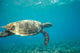Hawksbill Turtle Poster Print showcasing a sea turtle in Mayotte Island, Comoros.