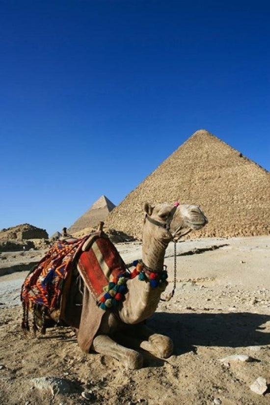 Camel at Cheops - The Great Pyramid Poster Print by Adam Jones