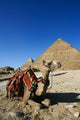 Camel at Cheops - The Great Pyramid Poster Print by Adam Jones