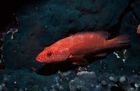 Coral Hind at Elphinstone Reef, Red Sea, Egypt Poster Print by Ali Kabas
