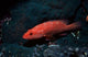 Coral Hind at Elphinstone Reef, Red Sea, Egypt Poster Print by Ali Kabas