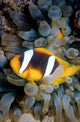 Twobar Anemonefish swimming in Bubble Tip Anemone poster print by Ali Kabas.