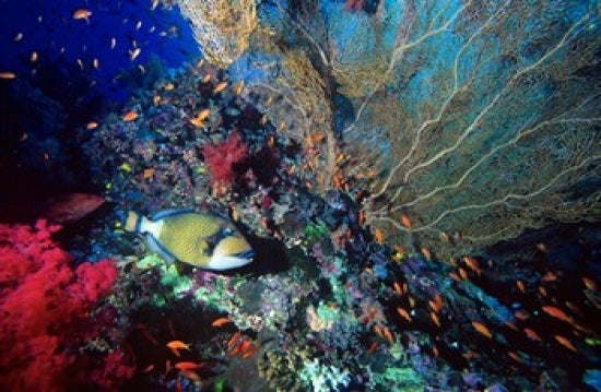 Titan Triggerfish and Scalefin Anthias Coral Poster Print by Ali Kabas