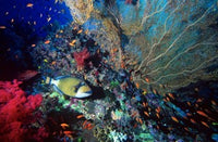 Titan Triggerfish and Scalefin Anthias Coral Poster Print by Ali Kabas
