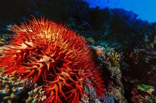 Crown-of-Thorns Starfish at Daedalus Reef, Red Sea, Egypt Art Print by Ali Kabas.