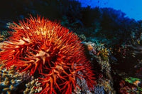 Crown-of-Thorns Starfish at Daedalus Reef, Red Sea, Egypt Art Print by Ali Kabas.