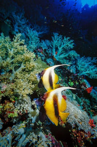 Pair of Red Sea bannerfish poster print by Ali Kabas, vibrant marine life art.