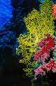 Soft and Hard Corals at Abu Basala, Red Sea, Egypt poster print by Ali Kabas showcasing vibrant marine life.