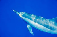 Spinner Dolphin at Sha'ab Samadai, Red Sea Art Print by Ali Kabas