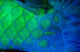 Rusty parrotfish tail section poster print by Ali Kabas showcasing vibrant underwater colors.