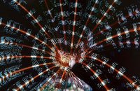 Open Sea Fan Poster Print by Ali Kabas depicting vibrant marine life.