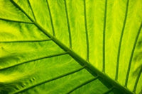 Tropical Foliage in Alexandria and the Amphitheater Poster Print by Darrell Gulin