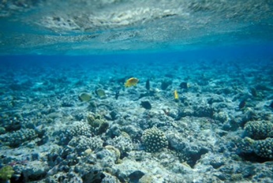 Crystal Clear Waters and Sea Life of the Red Sea Poster Print by Michele Molinari
