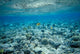 Crystal Clear Waters and Sea Life of the Red Sea Poster Print by Michele Molinari