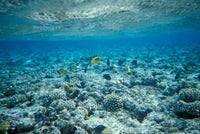 Crystal Clear Waters and Sea Life of the Red Sea Poster Print by Michele Molinari