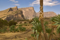 Giant Lobelia Poster Print from Simen National Park by Janis Miglavs