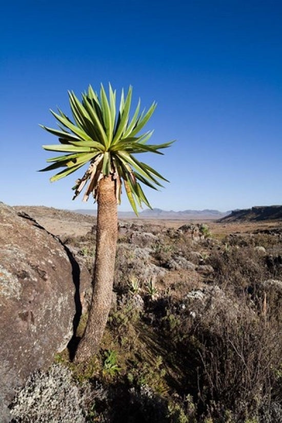 Giant Loebelia poster print showcasing vibrant flora from Bale Mountains, Ethiopia by Martin Zwick.
